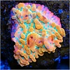 Voodoo Montipora Frag