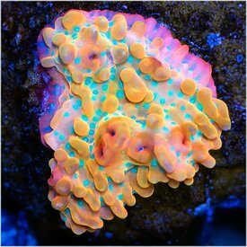 Voodoo Montipora Frag