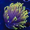 Dragon Soul 3 torch frag
