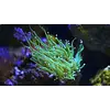 Bali Electric Green Torch