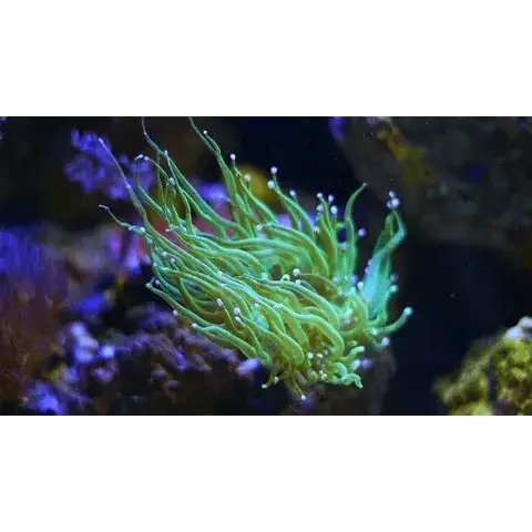 Bali Electric Green Torch