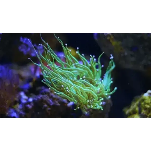  Bali Electric Green Torch