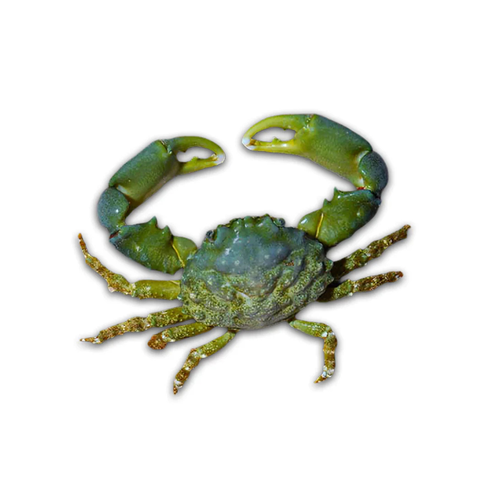 Emerald Crab Green