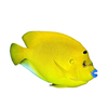 Flagfin Angelfish