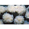Bubble Coral Branching