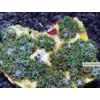 Blue Sympodium Polyp
