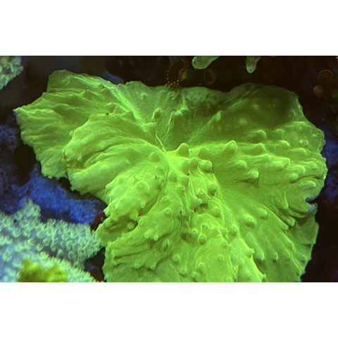 Cabbage Leather Green