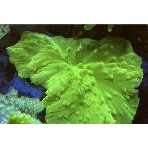  Cabbage Leather Green