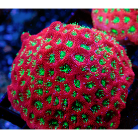  Bali Favia Red M