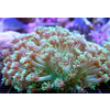 Goniopora  Green Polyps