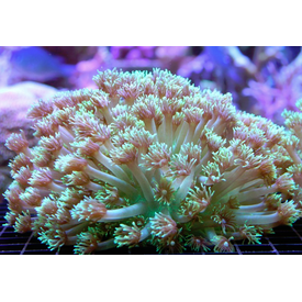  Goniopora  Green Polyps