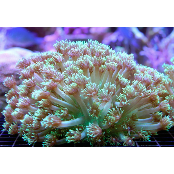  Goniopora  Green Polyps