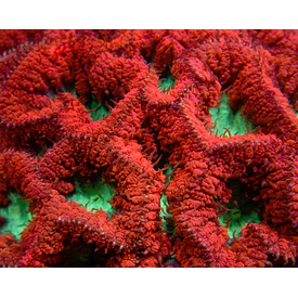  Blastomussa Red M