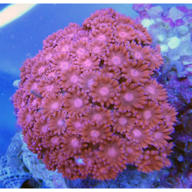  Goniopora Red Grade A