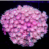 Goniopora Pink Polyps