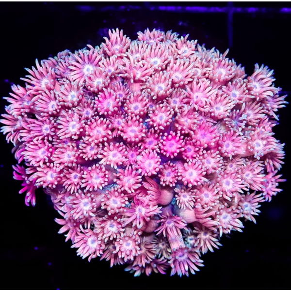  Goniopora Pink Polyps