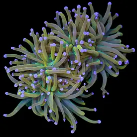  Bali Rapunzel torch Frags