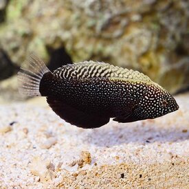  Black Leopard Wrasse