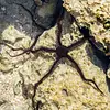 Black Brittle Starfish