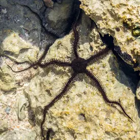  Black Brittle Starfish