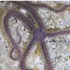 Purple Sponge Starfish
