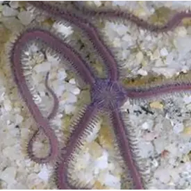  Purple Sponge Starfish