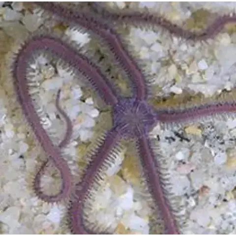 Purple Sponge Starfish