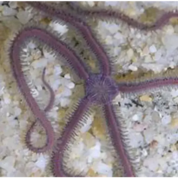 Purple Sponge Starfish