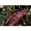 Debelius Reef Lobster