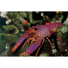  Debelius Reef Lobster