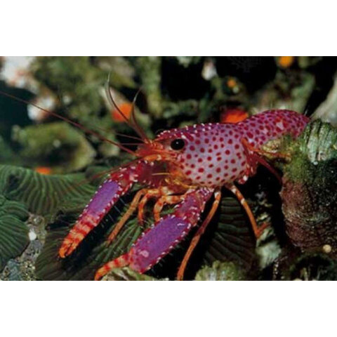 Debelius Reef Lobster