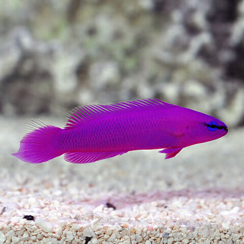 Orchid Dottyback