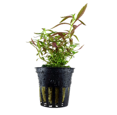 Tropica