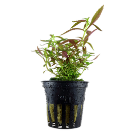 Tropica Limnophila Hippuridoides