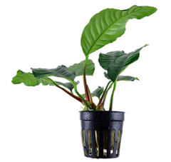 Tropica