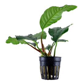 Tropica Anubias Barteri 'Coffeifolia'