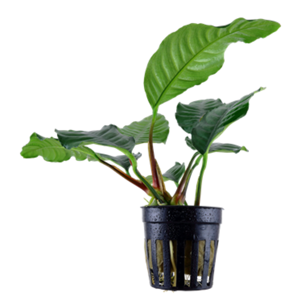 Tropica Anubias Barteri 'Coffeifolia'