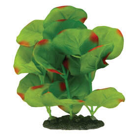  Marina Green Moneywort Silk Plant