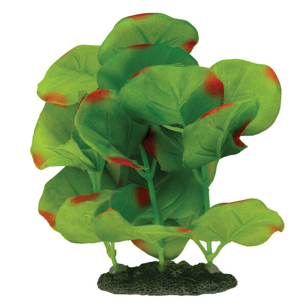 Marina Green Moneywort Silk Plant
