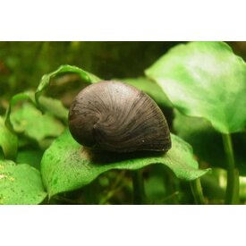  Black Racer Nerite Snail