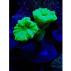 Candy Cane Coral Kryptonite Green