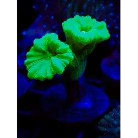  Candy Cane Coral Kryptonite Green