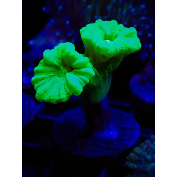 Candy Cane Coral Kryptonite Green