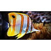 Copperband Butterfly