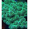 Med. Green Stylophora