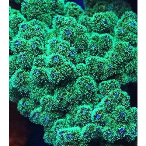 Med. Green Stylophora