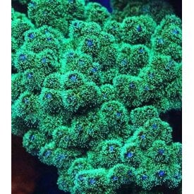  Lg. Green Stylophora