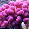 Pink Stylophora M