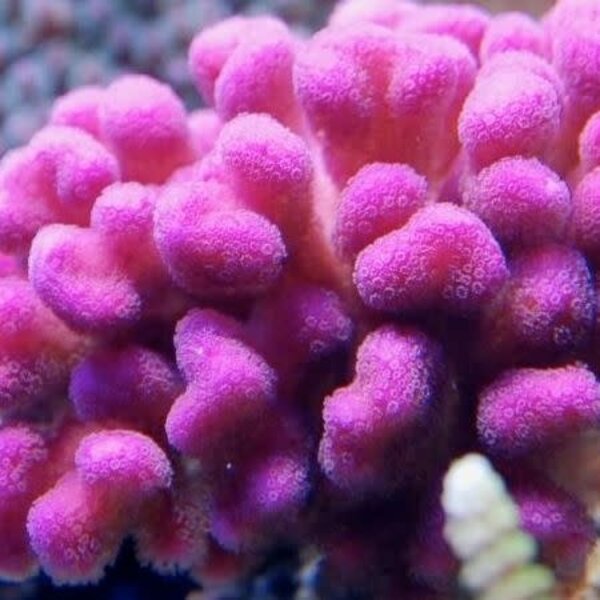  Pink Stylophora M