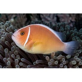  Pink Skunk Clown Tank Bred